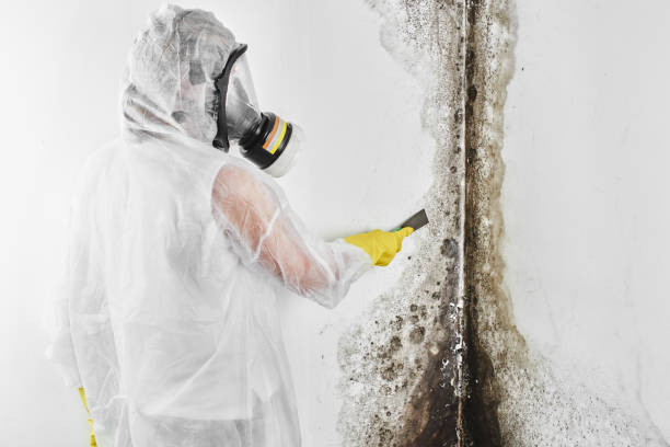 Reliable Mcalmont, AR Mold Remediation Solutions