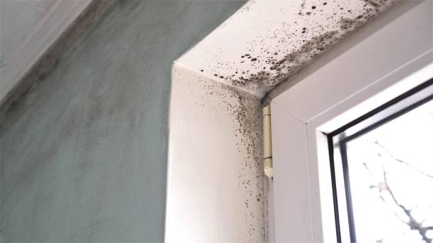 Best Attic Mold Remediation in Mcalmont, AR