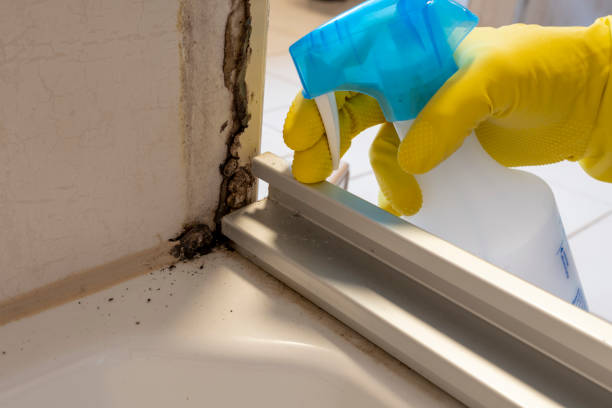 Best Preventive Mold Services in Mcalmont, AR