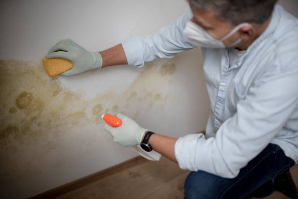 Best Insurance-Related Mold Remediation in Mcalmont, AR