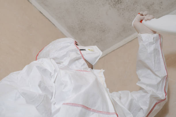 Best DIY Mold Remediation Support Services in Mcalmont, AR