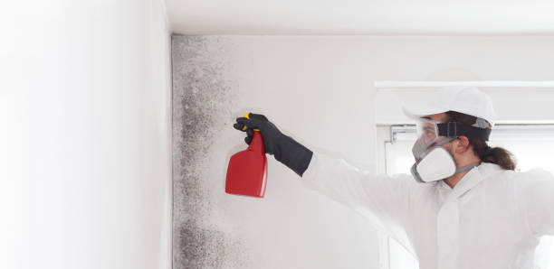 Best Mold Remediation for Schools in Mcalmont, AR