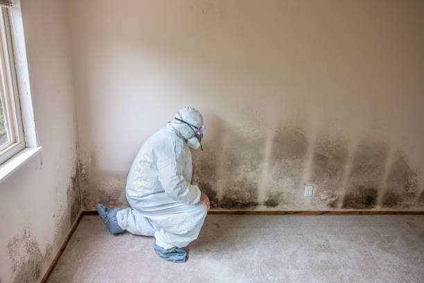 Best Residential Mold Remediation in Mcalmont, AR