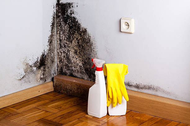 Best Residential Mold Remediation in Mcalmont, AR